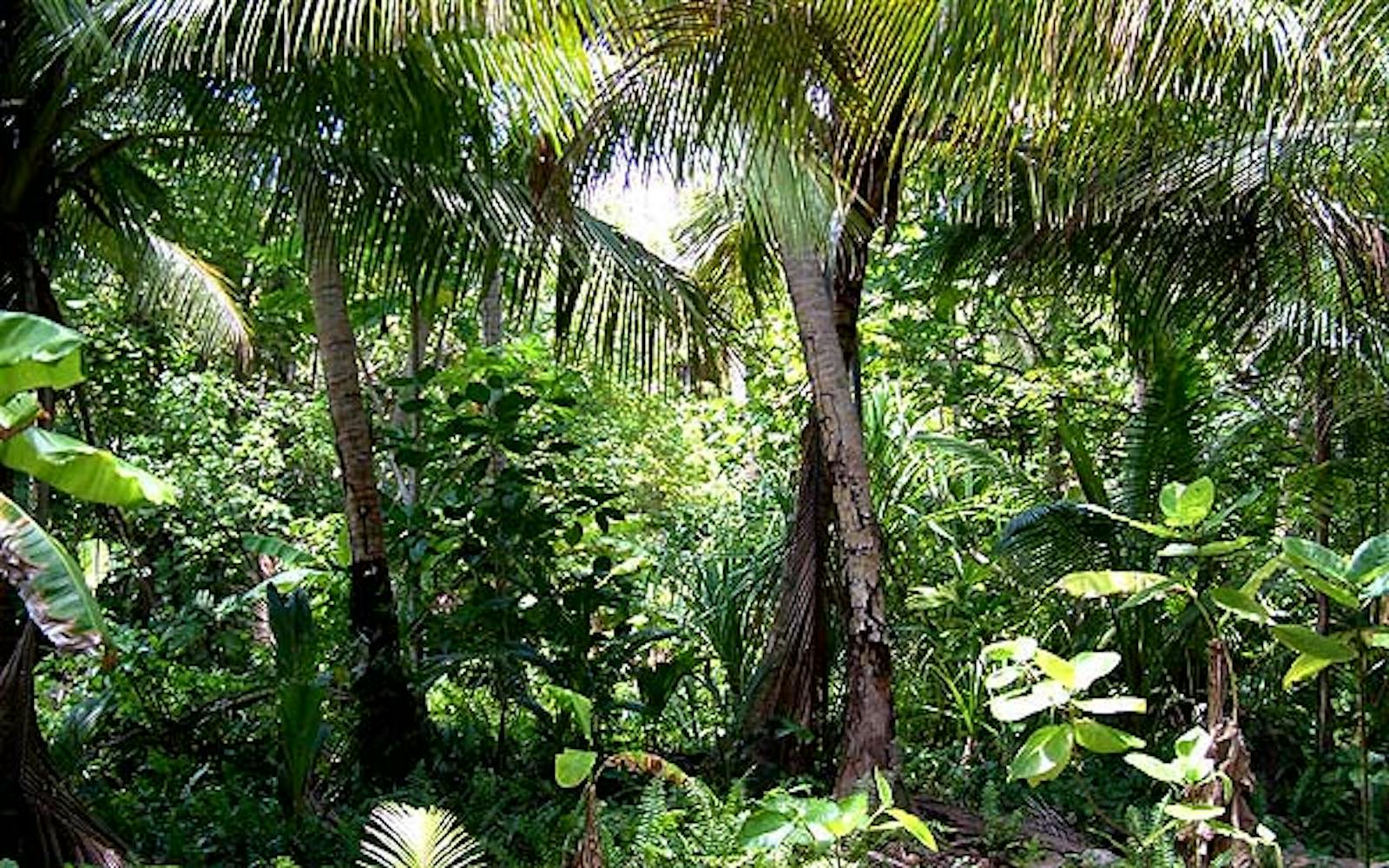 yap-tropical-dry-forests-one-earth